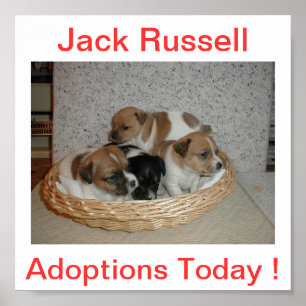 Jack Russell Terrier Dog Adoptionen Heute unterzei Poster