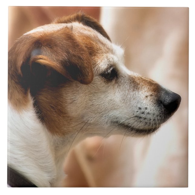 JACK RUSSELL TERRIER DOG FLIESE (Vorderseite)