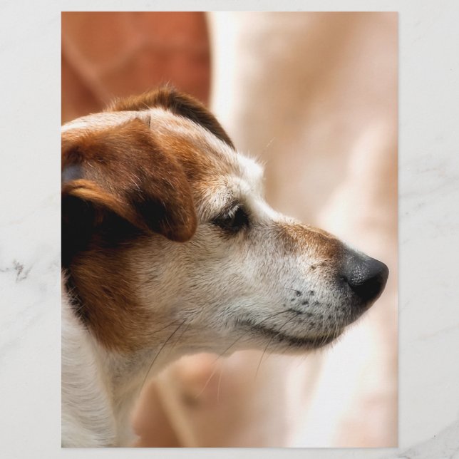 JACK RUSSELL TERRIER DOG FLYER (Vorne)