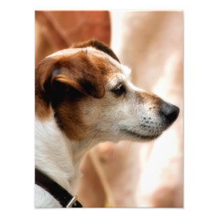 JACK RUSSELL TERRIER DOG FOTODRUCK