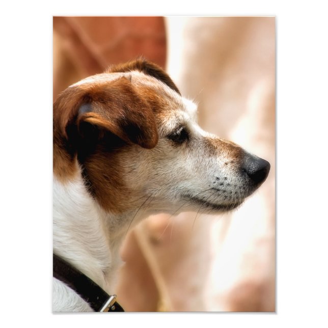 JACK RUSSELL TERRIER DOG FOTODRUCK (Vorne)