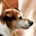 JACK RUSSELL TERRIER DOG iPad MINI HÜLLE<br><div class="desc">In Beautiful and Very Cute Jack Russell Terrier Dog.</div>