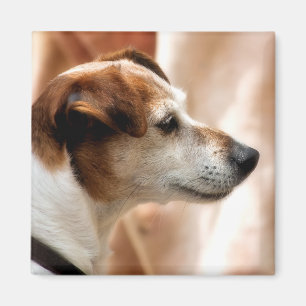 JACK RUSSELL TERRIER DOG MAGNET