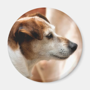 JACK RUSSELL TERRIER DOG MAGNET