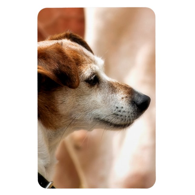 JACK RUSSELL TERRIER DOG MAGNET (Vertikal)