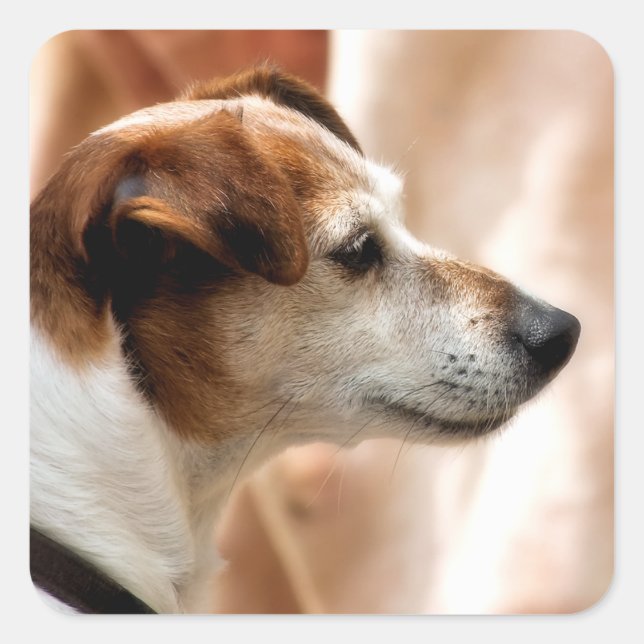 JACK RUSSELL TERRIER DOG QUADRATISCHER AUFKLEBER (Vorderseite)