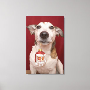 Jack Russell Terrier Holding Weihnachtsschmuck Leinwanddruck