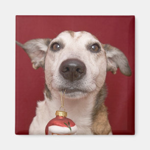 Jack Russell Terrier Holding Weihnachtsschmuck Magnet