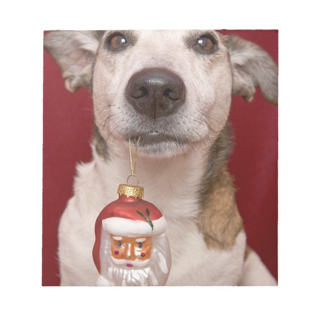 Jack Russell Terrier Holding Weihnachtsschmuck Notizblock (Vorderseite)