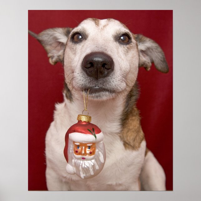 Jack Russell Terrier Holding Weihnachtsschmuck Poster (Vorne)