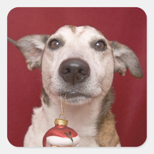 Jack Russell Terrier Holding Weihnachtsschmuck Quadratischer Aufkleber (Vorderseite)