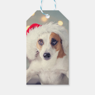Jack Russell Terrier in einer Weihnachtsmannmütze  Geschenkanhänger