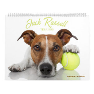 Jack Russell Terrier Kalender