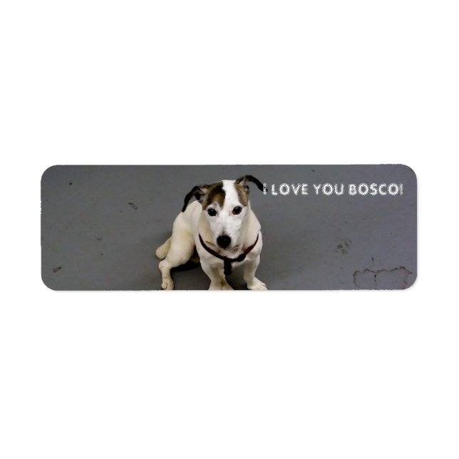 Jack Russell Terrier Label (Vorne)