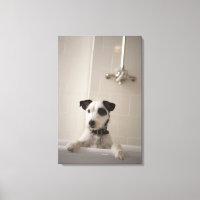 Jack russell Terrier.