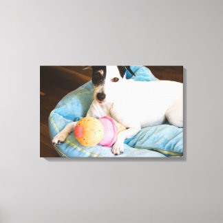Jack Russell Terrier liegend Leinwanddruck
