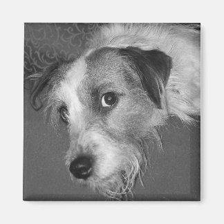 Jack Russell Terrier Magnet