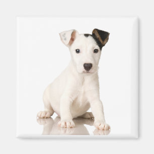 Jack-Russell-Terrier-Magnet Magnet