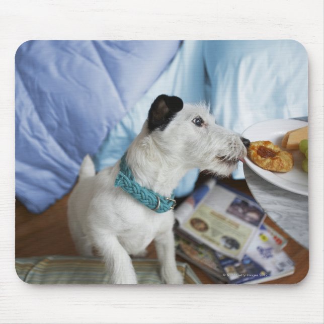 Jack russell Terrier. Mousepad (Vorne)