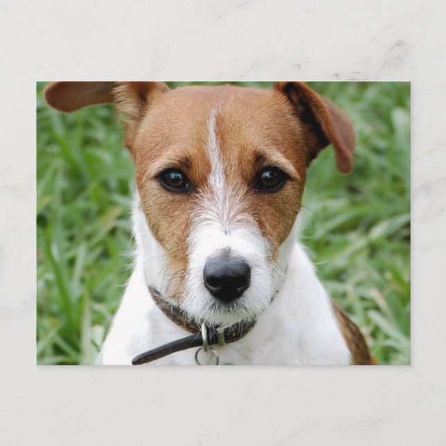 Jack Russell Terrier Postcard Postkarte (Vorderseite)
