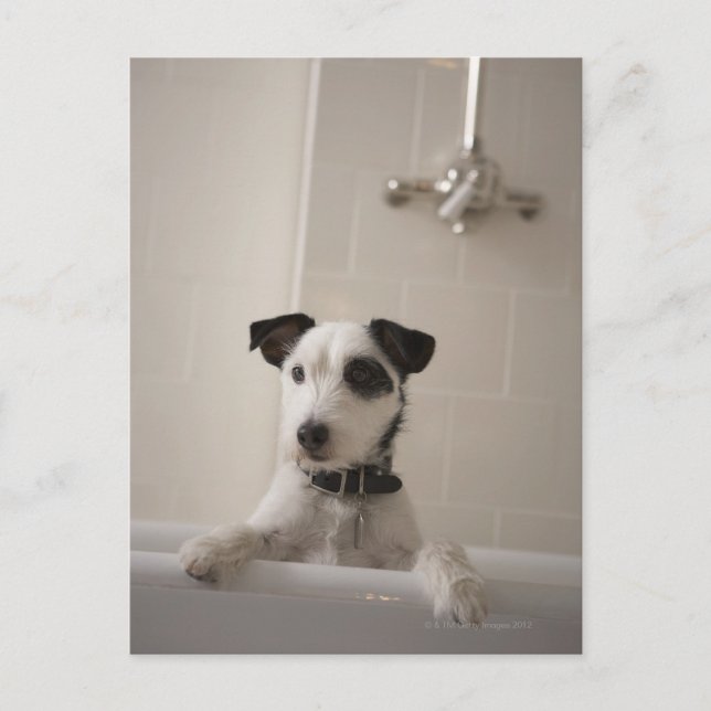 Jack russell Terrier. Postkarte (Vorderseite)