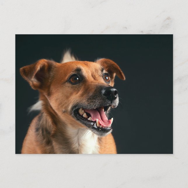 Jack Russell Terrier Postkarte (Vorderseite)