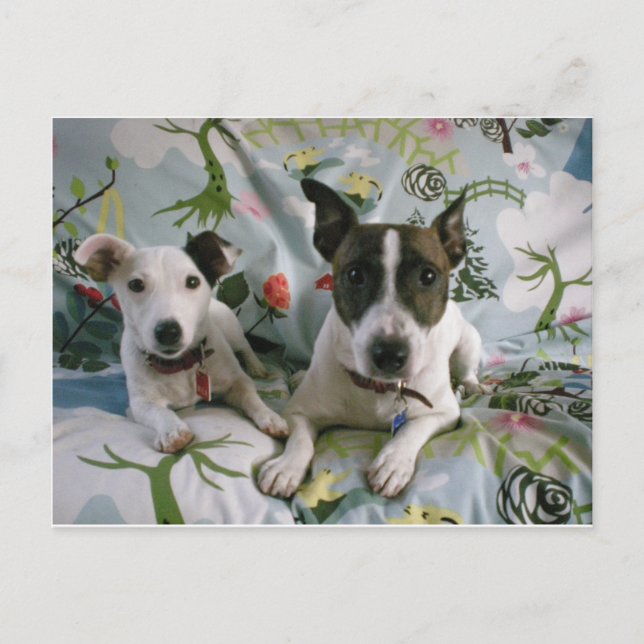 Jack Russell Terrier Postkarte (Vorderseite)