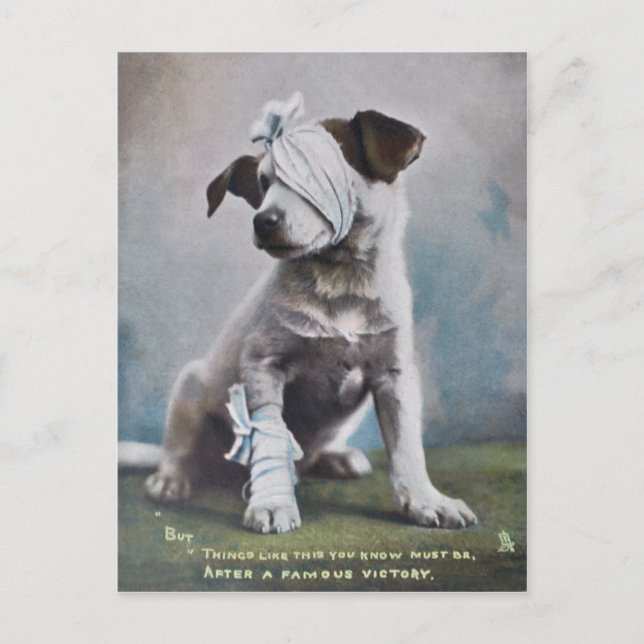 Jack Russell Terrier Postkarte (Vorderseite)
