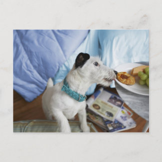 Jack russell Terrier. Postkarte