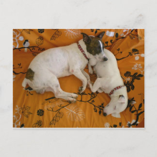 Jack Russell Terrier Postkarte