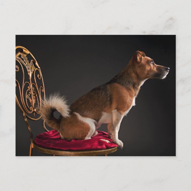 Jack Russell Terrier Postkarte (Vorderseite)