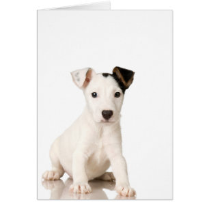 Jack Russell Terrier Puppy