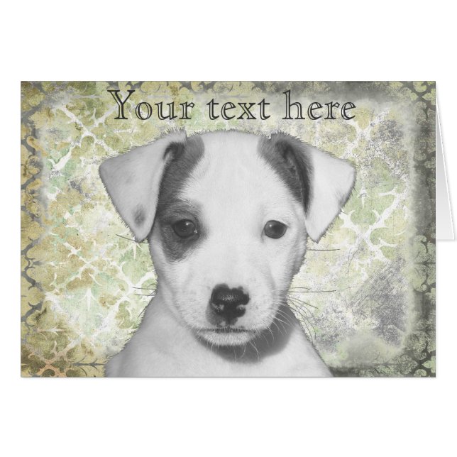 Jack Russell Terrier Puppy (Vorderseite (Horizontal))