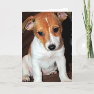 Jack Russell Terrier Puppy Dog Grußkarte Karte