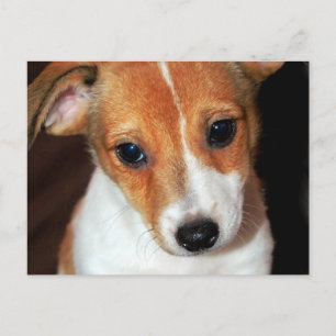 Jack Russell Terrier Puppy Dog Postkarte