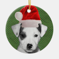 Jack-Russell-Terrier-Sankt-Welpe