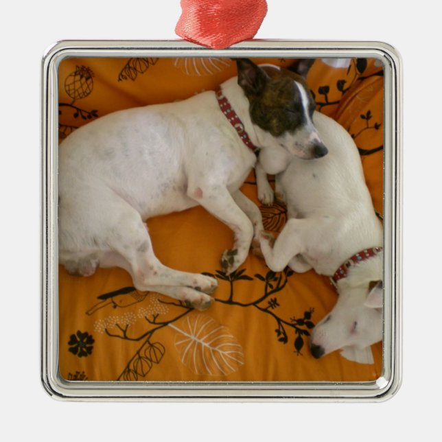 Jack Russell Terrier Silbernes Ornament (Vorne)