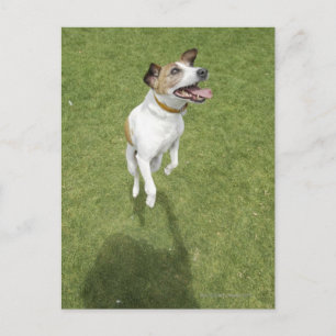 Jack Russell Terrier Springen, erhöhte Sicht Postkarte