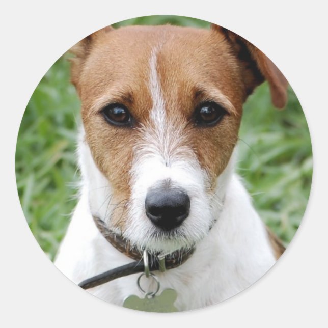 Jack Russell Terrier Sticker (Vorderseite)