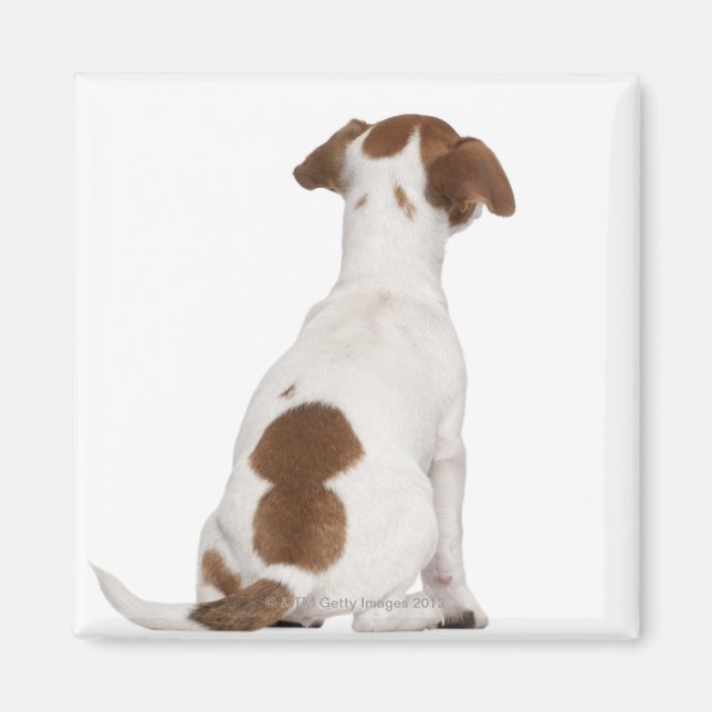 Jack Russell Terrier Welpe (3 Monate alt) Magnet (Vorne)