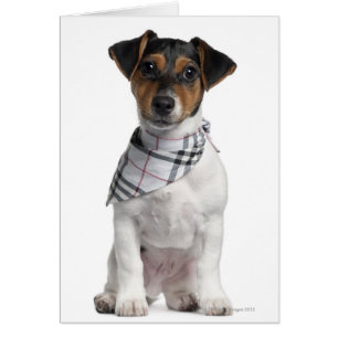 Jack Russell Terrier Welpe (4 Monate alt)
