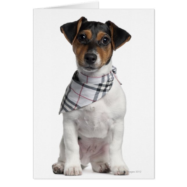 Jack Russell Terrier Welpe (4 Monate alt) (Vorne)