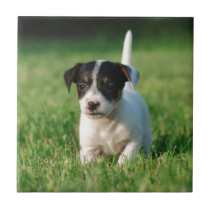 Jack Russell Terrier Welpe Fliese