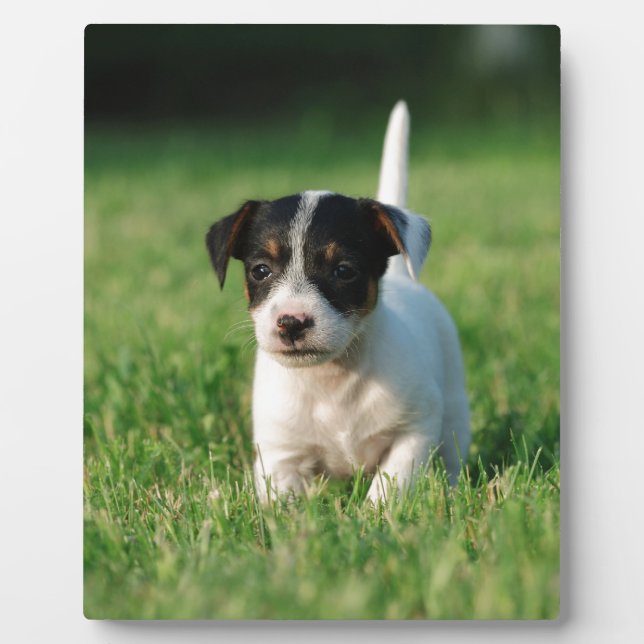 Jack Russell Terrier Welpe Fotoplatte (Vorderseite)