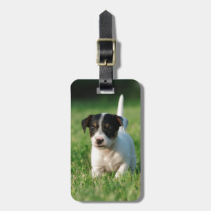 Jack Russell Terrier Welpe Gepäckanhänger
