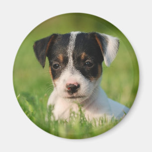 Jack Russell Terrier Welpe Magnet