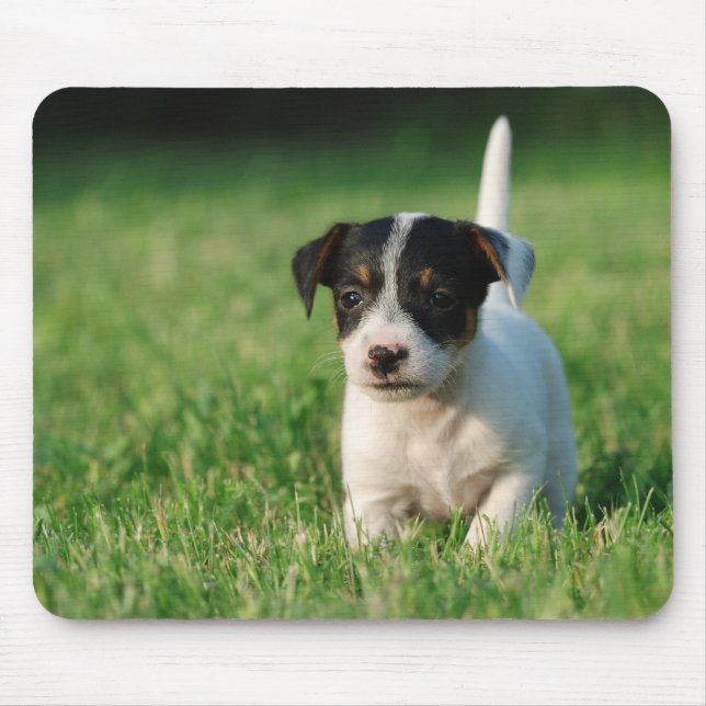 Jack Russell Terrier Welpe Mousepad (Vorne)