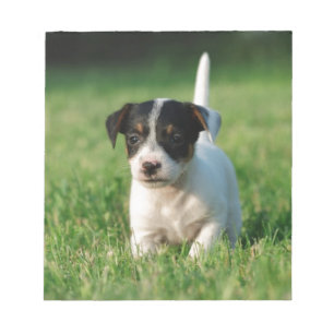 Jack Russell Terrier Welpe Notizblock