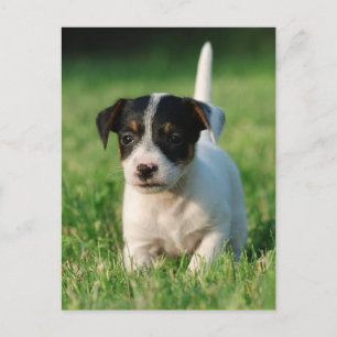 Jack Russell Terrier Welpe Postkarte