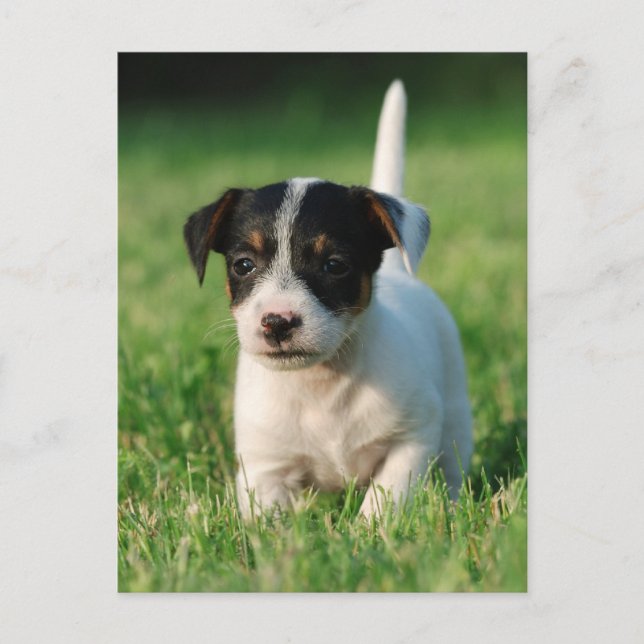 Jack Russell Terrier Welpe Postkarte (Vorderseite)